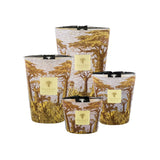Baobab Sacred Trees Cocody