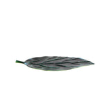 Cenote Large Leaf Platter Registry Exclusive