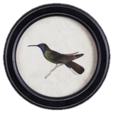 Hummingbird Round Petite Print