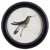 Hummingbird Round Petite Print