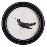 Hummingbird Round Petite Print