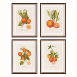 Citris Cuttings Study