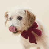 Lady Dog Bow Burgundy Velvet