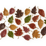 Autumn Allure Leaf Tray