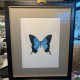 Butterfly Framed Art - Blue
